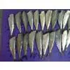 Vietnam Frozen Sprat thumbnail-1