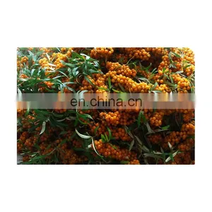Sea Buckthorn Branch Freezing Machine for the Sea Buckthorn Fruit Processing thumbnail-1