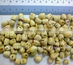 Dehulled Lotus Nut Whole thumbnail-1
