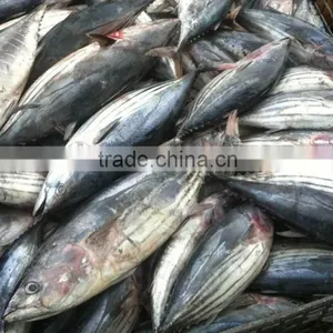 Salty Skipjack Fish thumbnail-1