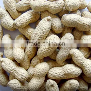 2012 New Dried Shelled Peanut thumbnail-1