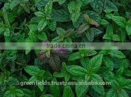 15ml Yellow Wild Mint Oil thumbnail-1