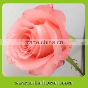 Color Pink Rose Fresh Floral Arrangements thumbnail-1