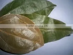 Cinnamon Oil (Cinnamomum Zylanicum) thumbnail-5