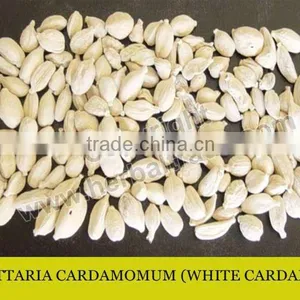Cardamom thumbnail-1