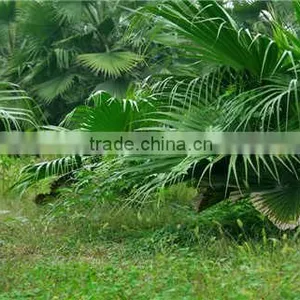 Coconut Fiber Machine Making Site Fiber Opening Machine thumbnail-4