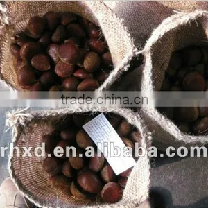 The Most Delicious Fresh Chinese Chestnut thumbnail-4