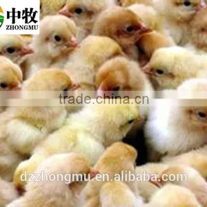 Full Automatic Poultry Egg Incubator Hatcher Machine/176 Chicken Small Egg Incubator Hatching thumbnail-4