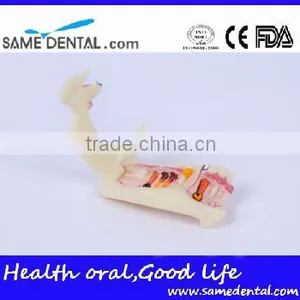 Hemi Mandible Anatomical Model Dental Eduction Assitant No. DEA-18 thumbnail-3