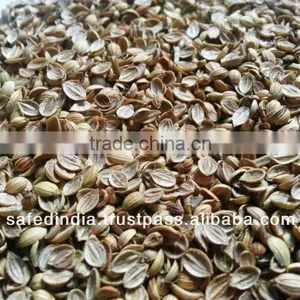 Coriander Seed thumbnail-1