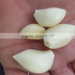 Supplier Garlic White Garlic thumbnail-4