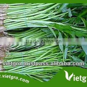 High Yield Kang Kong Water Spinach Seeds For Growing VGKK022/ Vegetable Seeds thumbnail-1