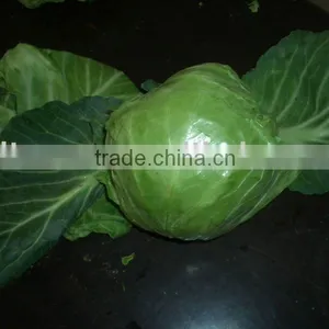 Farm Fresh Green Round Cabbage thumbnail-1