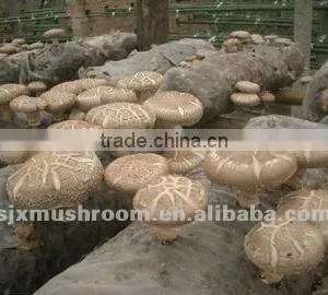 Smooth Flower Mushroom thumbnail-1