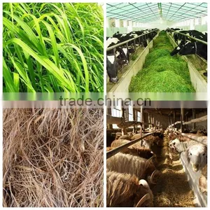 Farm Use in Stock Chaff Cutter thumbnail-5