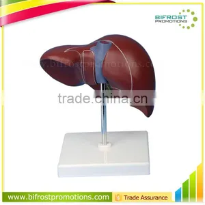 Life-Size Liver Anatomic Human Organs Model thumbnail-1