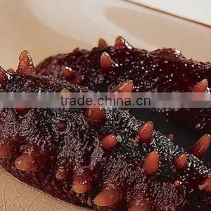 Sea Cucumber thumbnail-1