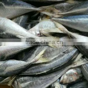 Frozen Horse Mackerel thumbnail-4
