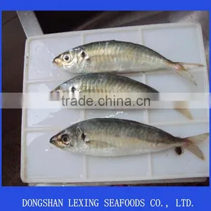 Frozen Horse Mackerel thumbnail-1