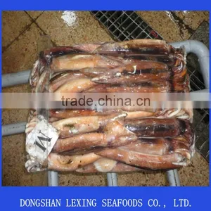 Illex Squid Whole Round for Tuna Bait thumbnail-1