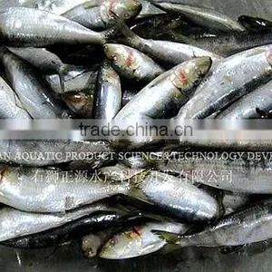 Export Wholesale Sardines For Can thumbnail-1