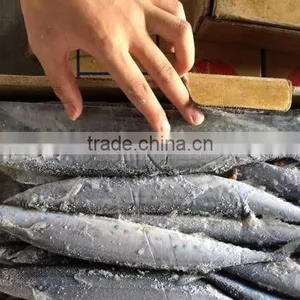 Frozen Pacifc Saury Cololabis Saira thumbnail-1