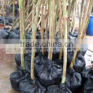 Lagerstroemia Indica Cold Hardy Trees thumbnail-1