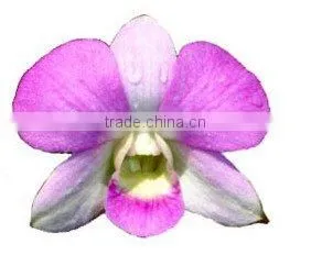 OR-020 : DENDROBIUM ORCHID thumbnail-1