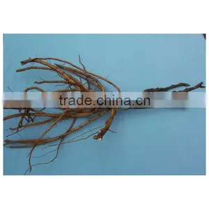 Tree Peony Plant Root 3 Years Old 3 Shoots (branches) thumbnail-1