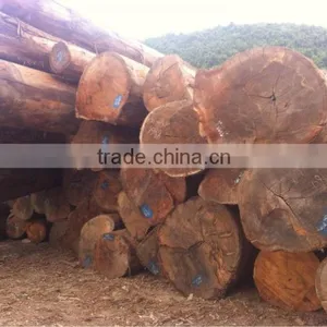 ANISOPTERA ROBUSTA LOGS FROM LAOS thumbnail-1