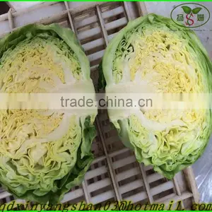 Turnip/cabbage/cabbage/Fresh Cabbage thumbnail-3