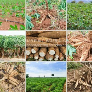 Cassava Planting Seeder Cassava Planter thumbnail-5