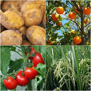 Factory Price Clothianidin 50%wdg Pesticides for Agriculture thumbnail-2