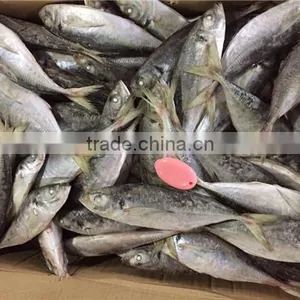 20 cm 25 cm Frozen Freeze Horse Mackerel thumbnail-4