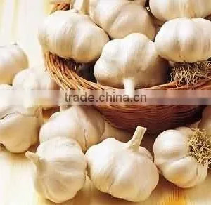 Garlic thumbnail-1