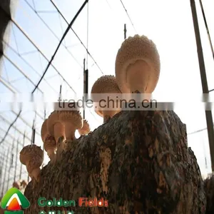 the Most Competitive Market Prices for Shiitake Mushroom thumbnail-6