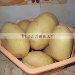 Fresh Hot Sell White Potato thumbnail-1