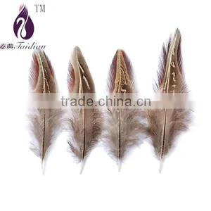 Reeves Pheasant Tail Feathers thumbnail-1