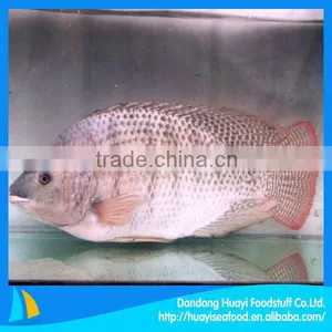 New Fresh Frozen Red Tilapia Wholesale thumbnail-1