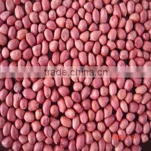 8 Red Skin Peanut thumbnail-1