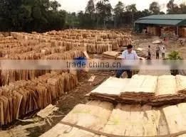Vietnam Eucalyptus Core Veneer for Plywood thumbnail-1