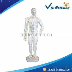 51cm Model of a Human Body Showing Chinese Acupuncture Points thumbnail-1