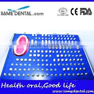 151 Teeth Prepared for the Standard Model Dental Eduction Assitant No. DEA-10 thumbnail-1