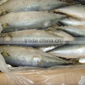 FIRST CLASS FROZEN AND FRESH Mackerel Fish thumbnail-1