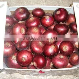 RED ONION thumbnail-1