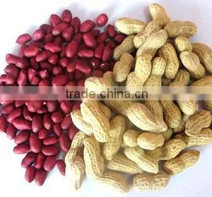 High Demand Export Products Chinese New Cop Roasted Red Skin Peanuts thumbnail-2