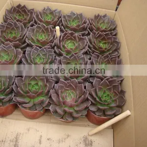 Succulent Plants thumbnail-3