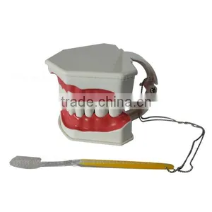 Handmade Plastic Dental Jaws Human Teeth Model thumbnail-2