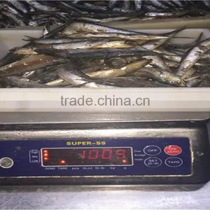 Sea Frozen Anchovy Fillets in Vinegar Water thumbnail-6