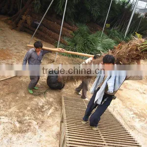 Trachycarpus Fortunei 3 Meter Trunk thumbnail-1